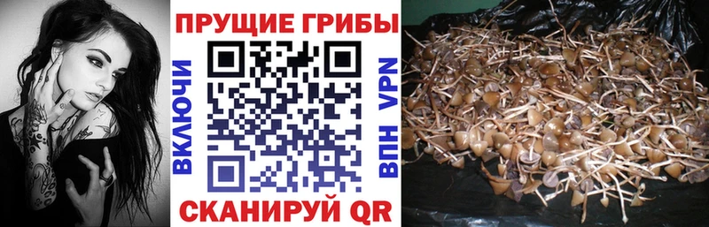 Купить  Мценск  Галлюциногенные грибы MAGIC MUSHROOMS 